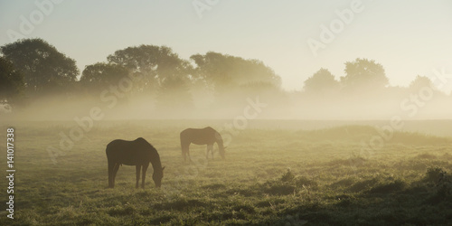 Two horses on a foggy morning