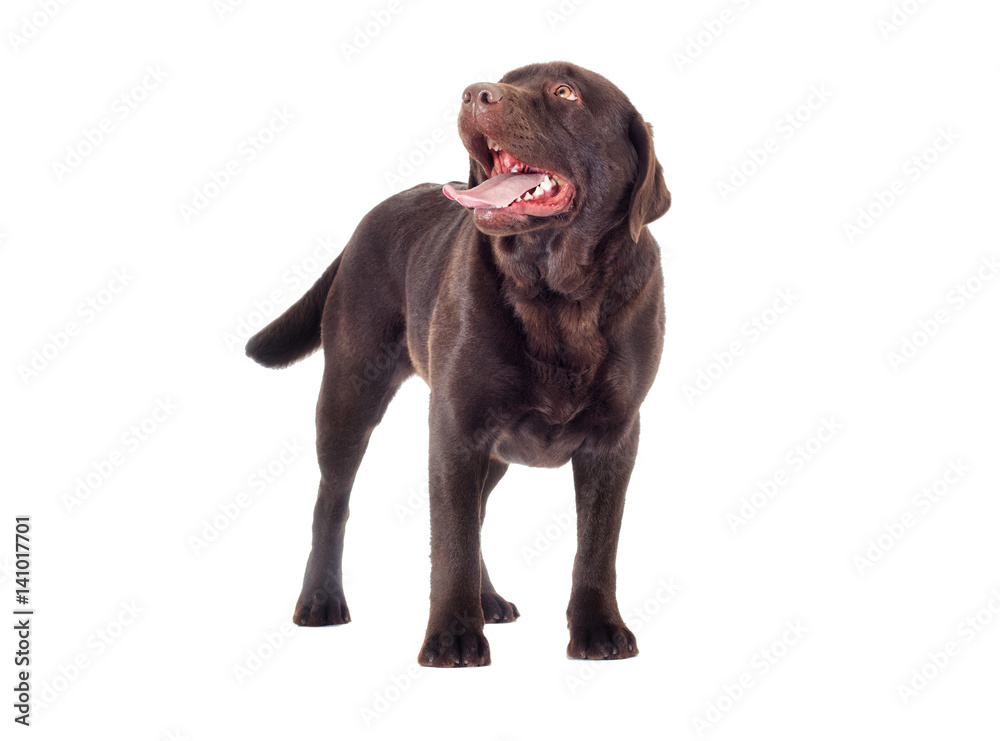 Brown Labrador Dog Looks