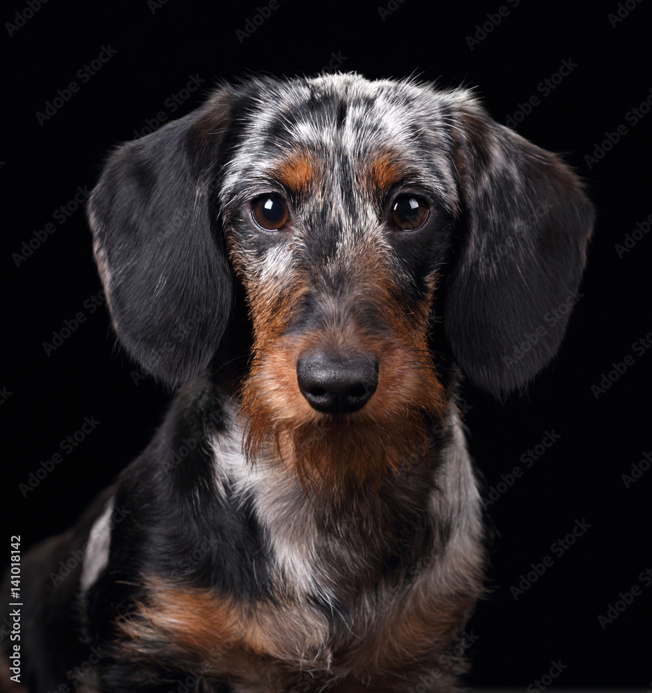 Funny dachshund dog, portrait on a black background