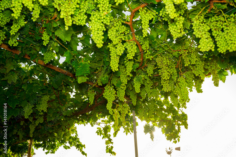 Fototapeta premium Vineyard of white grapes