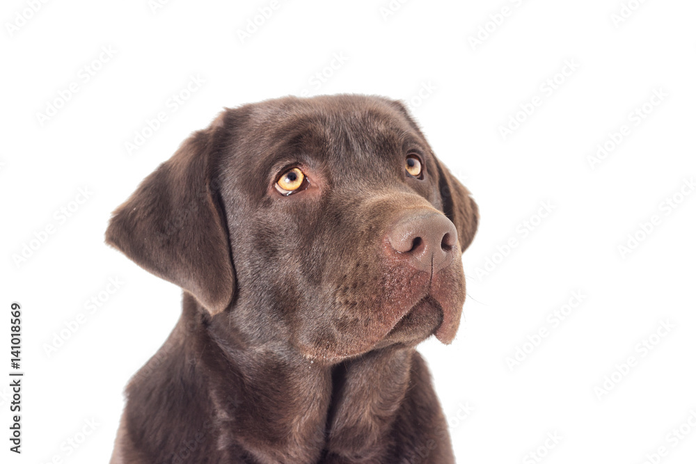 Portrait Brown labrador dog looking