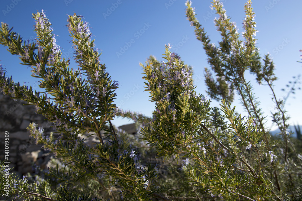 Rosemary camphor wild plant (Rosemarinus officinalis) Rosemary camphor wild plant (Rosemarinus officinalis)