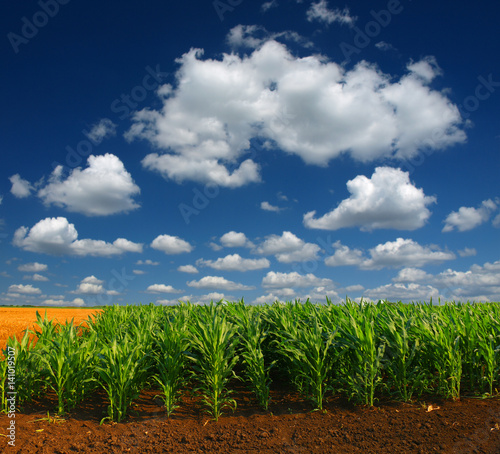 Cornfield with Clouds on Bright Summer Day