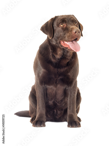 Brown labrador dog looking