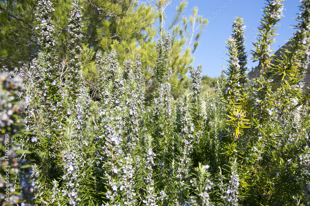 Rosemary camphor wild plant (Rosemarinus officinalis) Rosemary camphor wild plant (Rosemarinus officinalis)