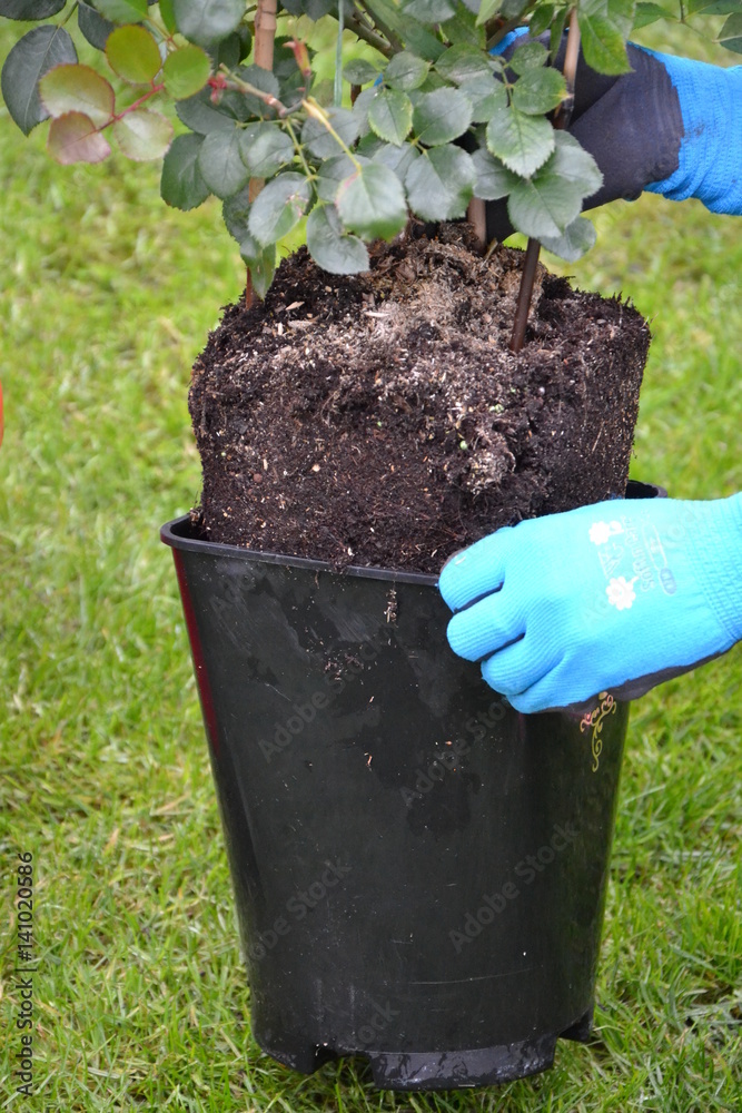 Schritt 3 Rosen Containerrosen einpflanzen austopfen StockFoto