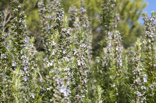 Rosemary camphor wild plant (Rosemarinus officinalis)