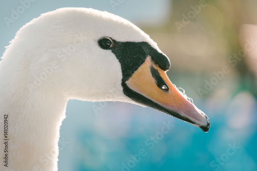 Close up of White swan face in the Zoo.
