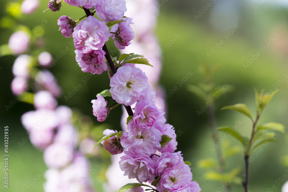 Obraz premium Flowering of a beautiful Japanese cherry in a botanical garden. Cherry small-log. Spring. Prunus serrulata Pink Perfection. The hybrid of two Japanese varieties (P. 