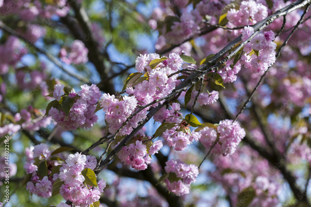 Fototapeta premium Flowering of a beautiful Japanese cherry in a botanical garden. Cherry small-log. Spring. Prunus serrulata Pink Perfection. The hybrid of two Japanese varieties (P.