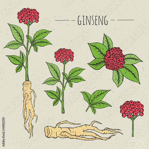 Ginseng medical botanical isolated illustration. plant, root, leaves hand dra...