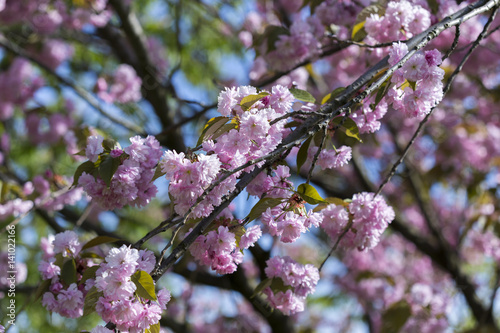 Flowering of a beautiful Japanese cherry in a botanical garden. Cherry small-log. Spring. Prunus serrulata Pink Perfection. The hybrid of two Japanese varieties (P. 