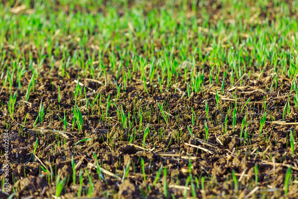 green shoots of wheat on farmer field in spring. agricultural background green shoots of wheat on farmer field in spring. agricultural background