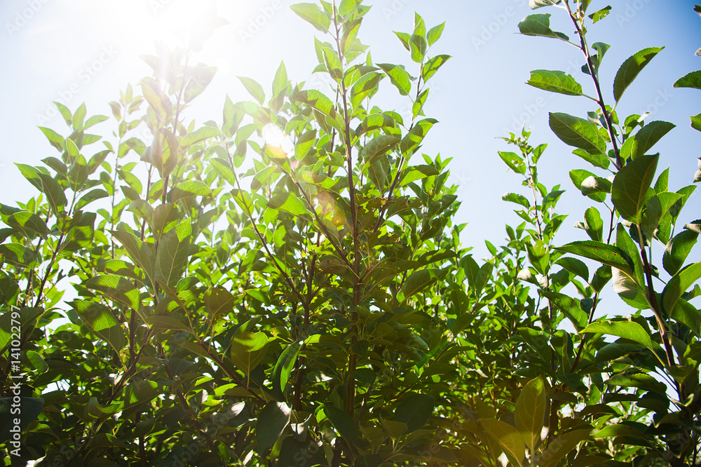 Young forest grow