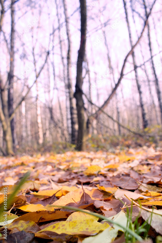 Autumn leaves in the forest