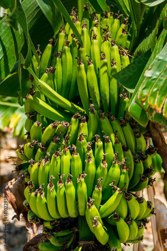 A bunch of bananas on the tree