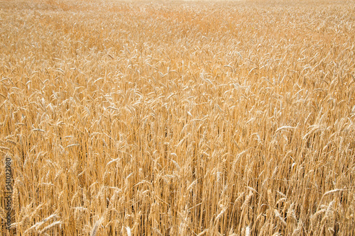 Wheat field