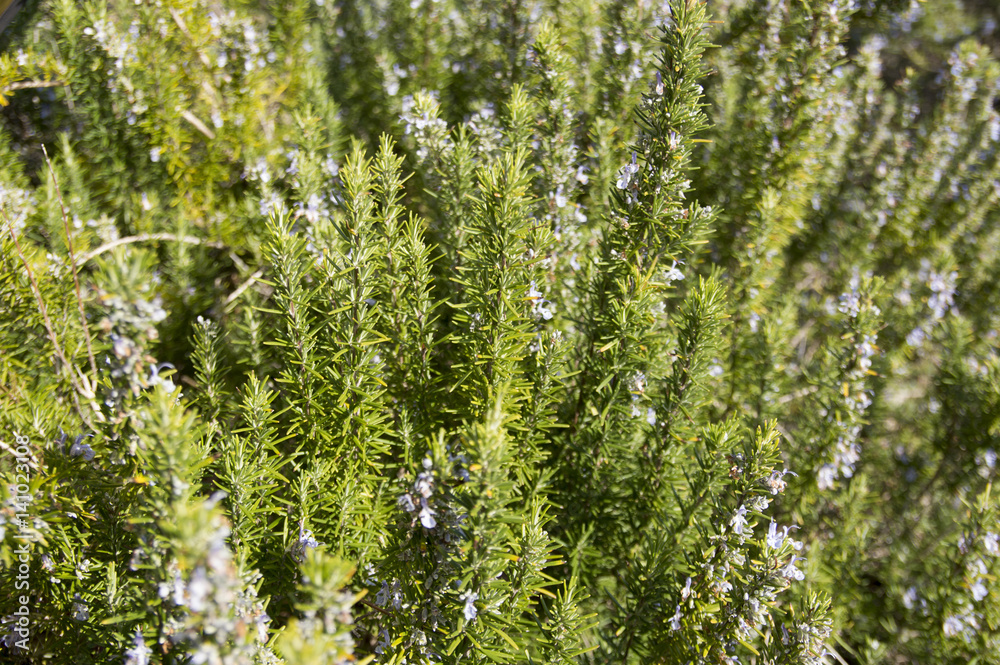 Rosemary camphor wild plant (Rosemarinus officinalis) Rosemary camphor wild plant (Rosemarinus officinalis)