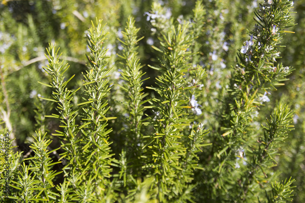 Rosemary camphor wild plant (Rosemarinus officinalis) Rosemary camphor wild plant (Rosemarinus officinalis)