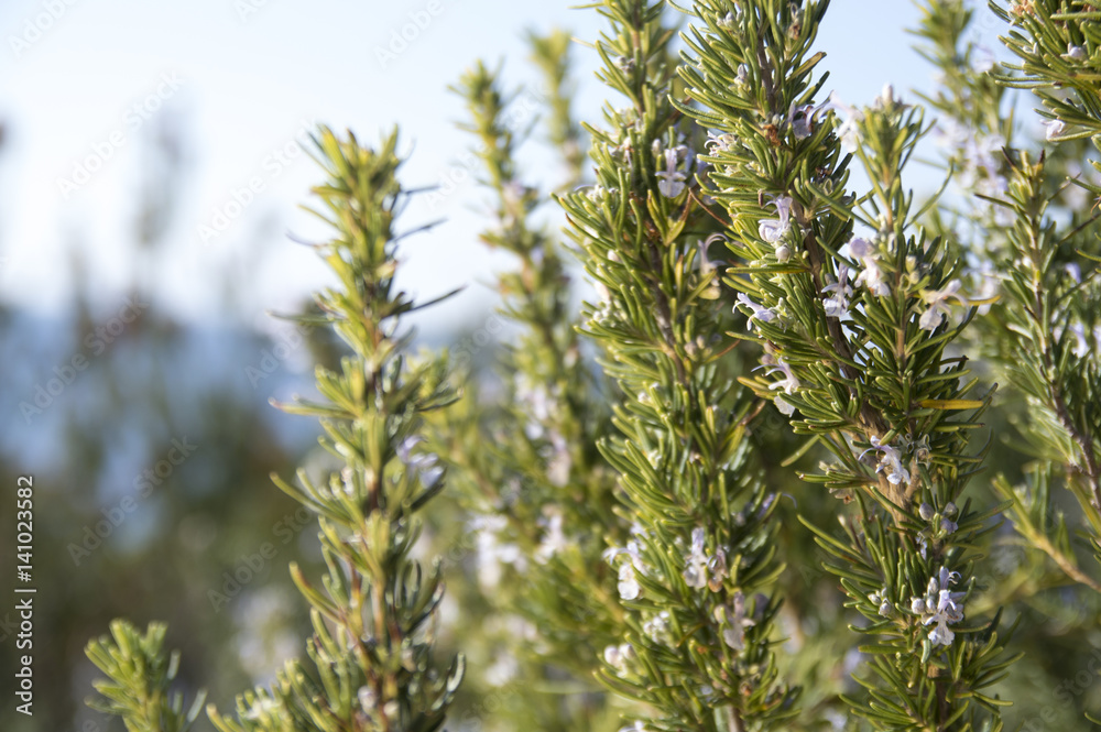 Rosemary camphor wild plant (Rosemarinus officinalis) Rosemary camphor wild plant (Rosemarinus officinalis)