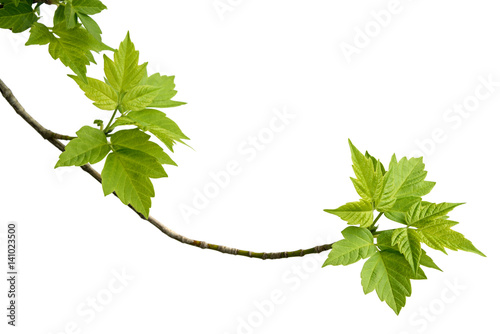 ash-leaved maple branch
