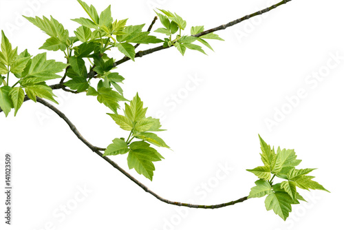 ash-leaved maple branch