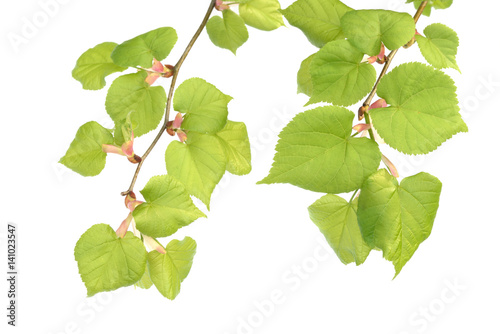 alder branches