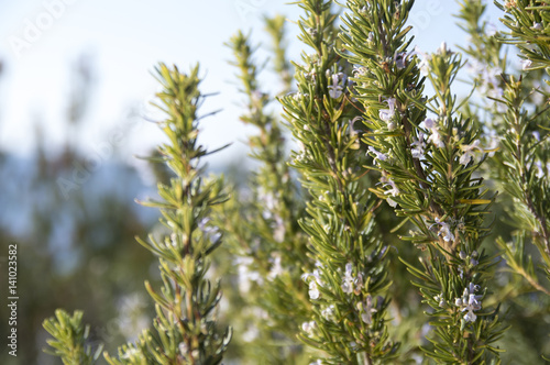 Rosemary camphor wild plant (Rosemarinus officinalis) © Marnel Tomić