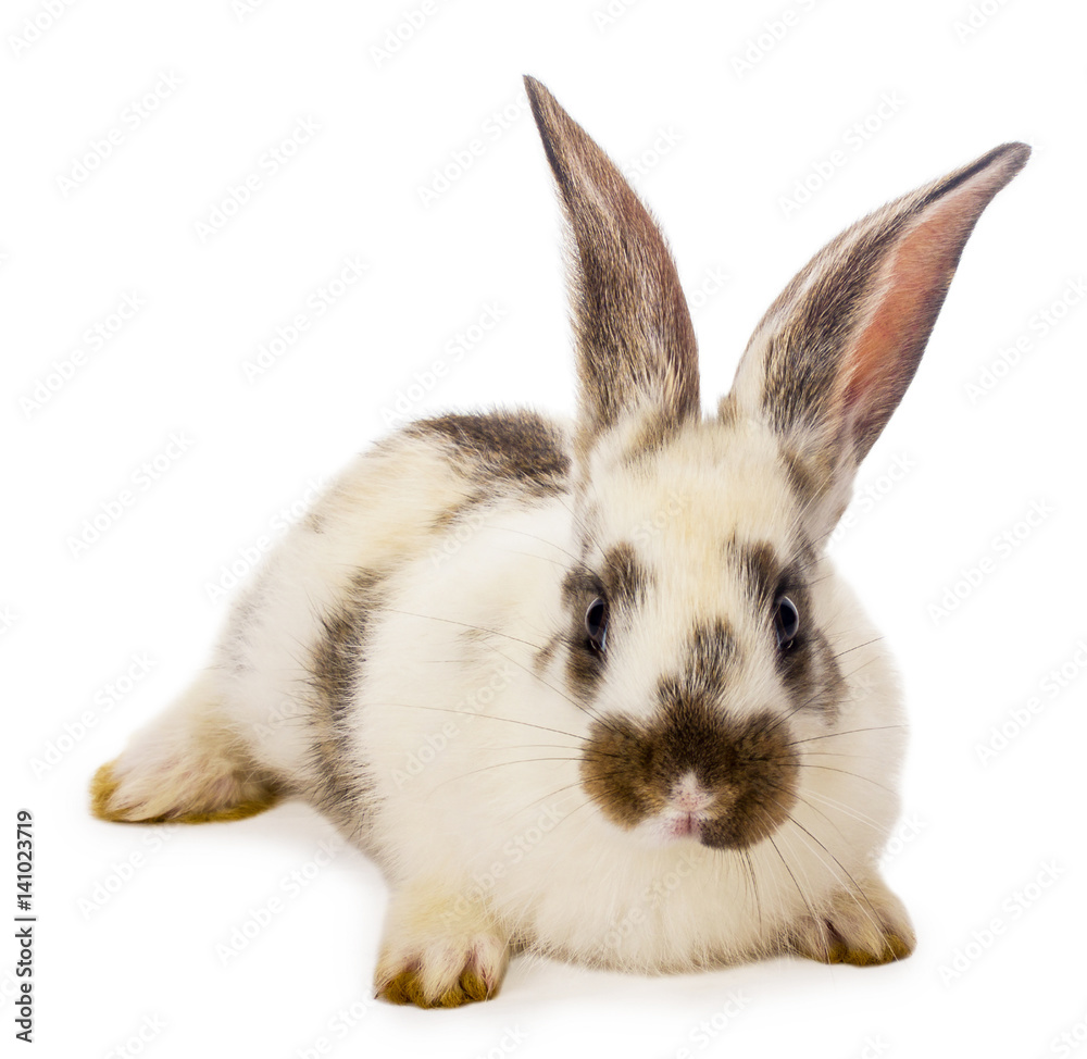 spotted white rabbit spotted white rabbit