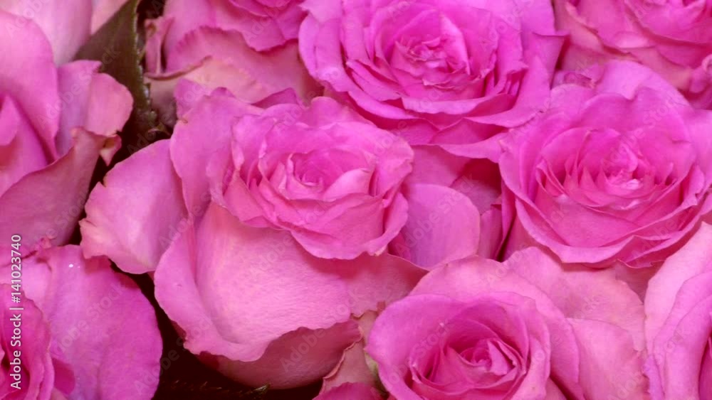 Top view of background pink roses, lovely flowers with delicate petals - a symbol of love and luxury. Many blooming roses close. The best gift for an anniversary, birthday or Valentine's day. Top view of background pink roses, lovely flowers with delicate petals - a symbol of love and luxury. Many blooming roses close. The best gift for an anniversary, birthday or Valentine's day.