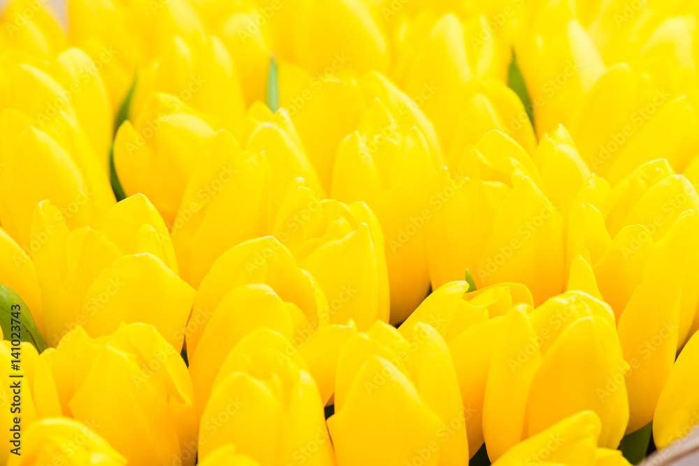 Floral background yellow tulips close-up