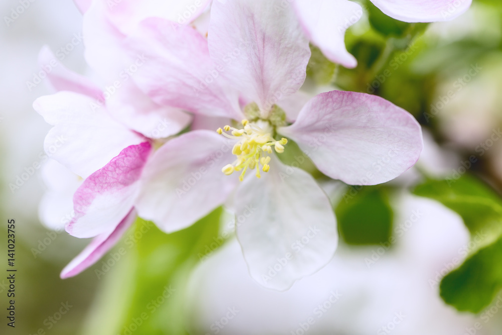 blooming apple tree flowers