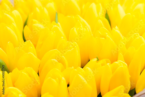 Floral background yellow tulips close-up © smspsy