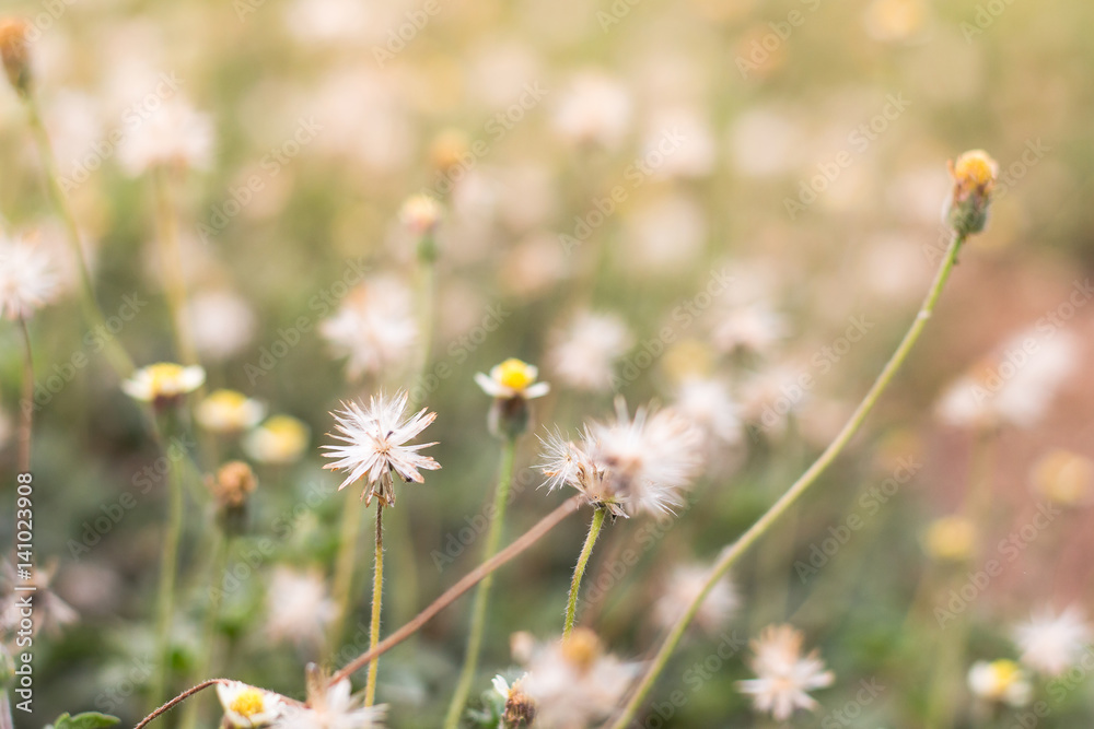 Forest meadow with wild grasses,Macro image with small depth of field,Blur background Forest meadow with wild grasses,Macro image with small depth of field,Blur background