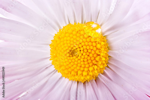 A flower is Bellis with the drop of dew