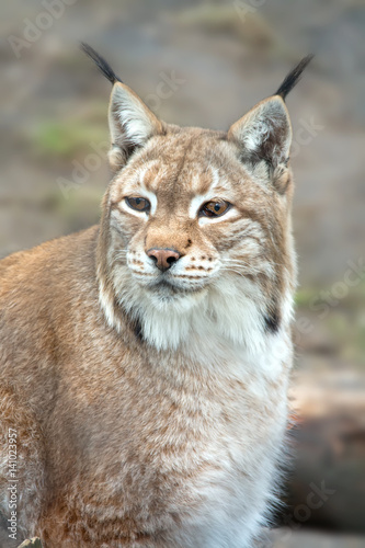 Wild animal lynx