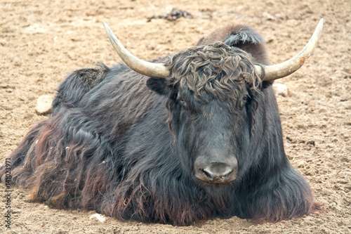 Animal Yak or Tibetan or grunting bull photo