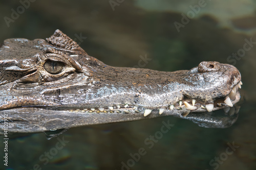 Crocodile caiman alligator