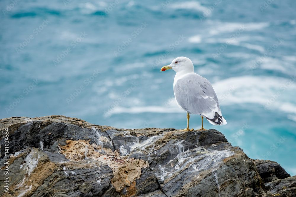 Obraz premium Seagull sitting on the rocky coastline, mediterranean, Italy
