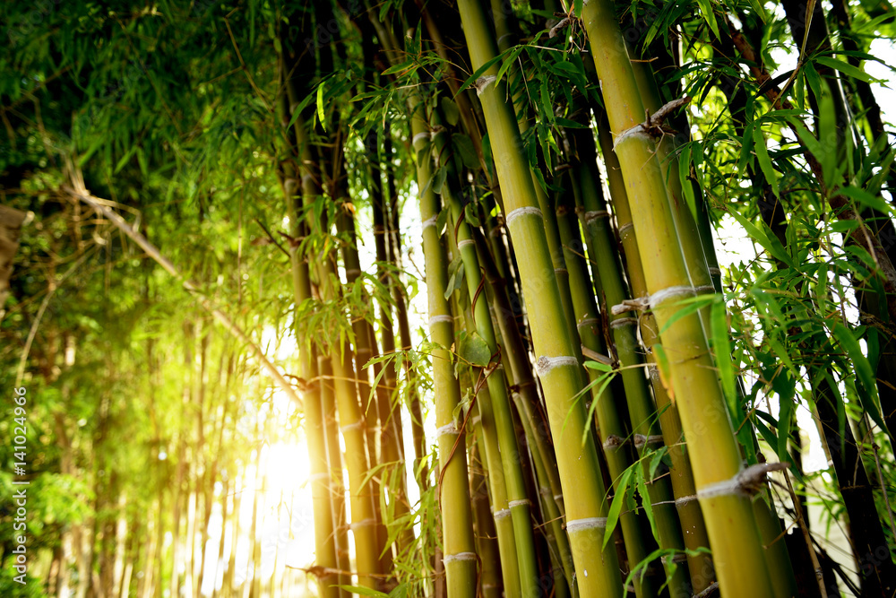 Obraz premium Green bamboo forest