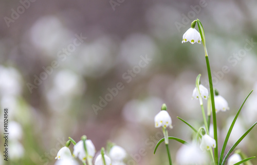 Schneeglöckchen (Frühlingsknotenblume) © Jamrooferpix