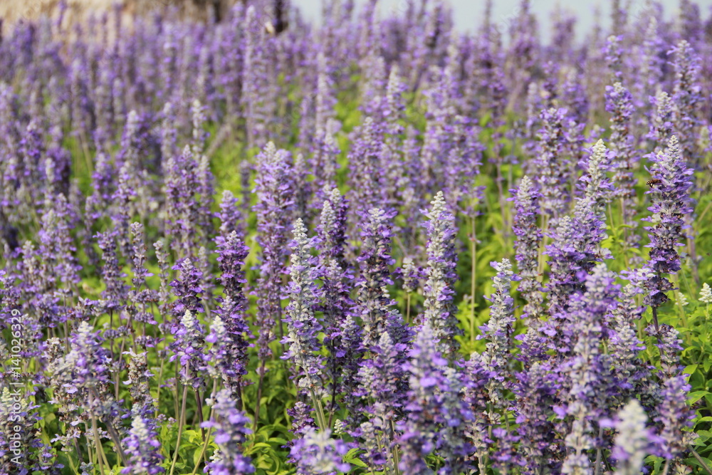 Obraz premium blooming, natural, floral, herbal, aroma, flower, field, violet, countryside, lavender, purple, scented, garden, color, plant, beauty, beautiful, background, nature, aromatherapy, landscape