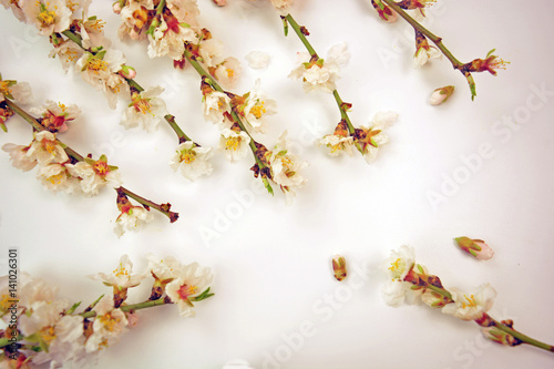 Almond tree twigs with flowers. Almond flowers