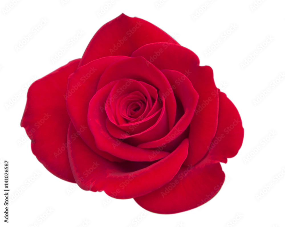 rose rose