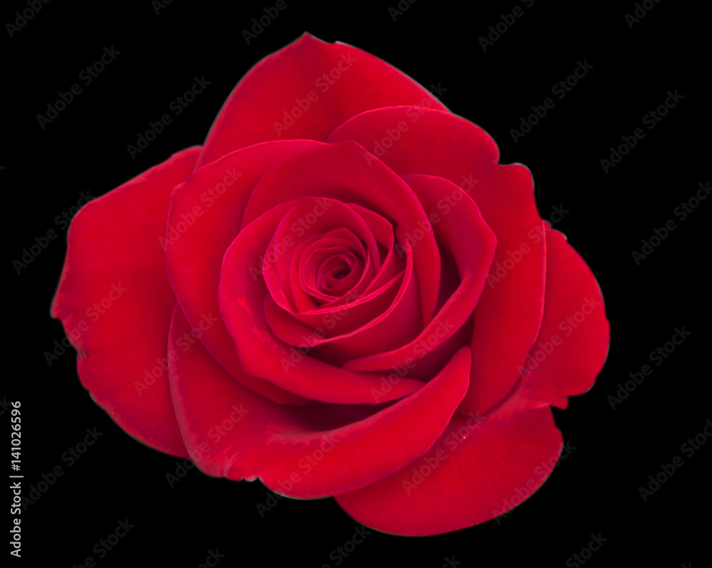 Fototapeta premium rose