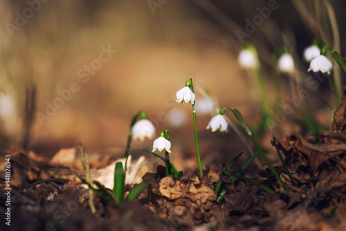 Schneeglöckchen im Abendlicht (Frühlingsknotenblumen)