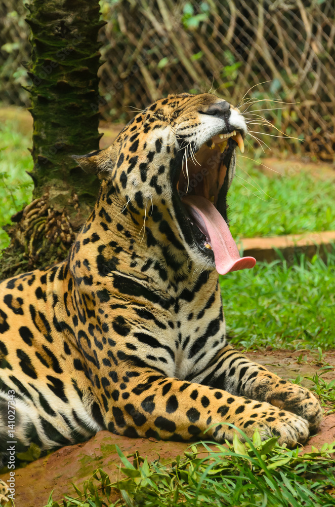 Fototapeta premium velha onça pintada com a boca aberta