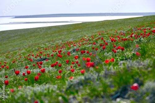 Fields of wild steppe tulips on a cloudy morning. Red wild tulips (Tulip Schrenk)  spring in State nature biosphere reserve 