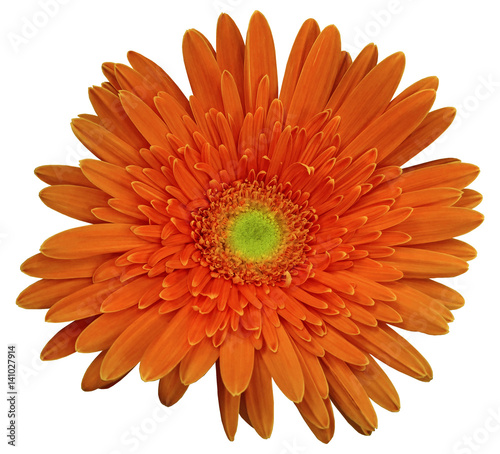 Red gerbera flower  white isolated background with clipping path.   Closeup.  no shadows.  For design.  Nature.
