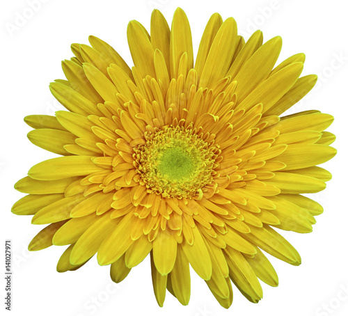 Yellow  gerbera flower  white isolated background with clipping path.   Closeup.  no shadows.  For design.  Nature.